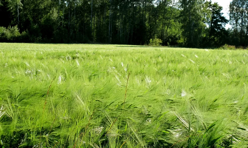 Ekologisk odling och hållbar utveckling